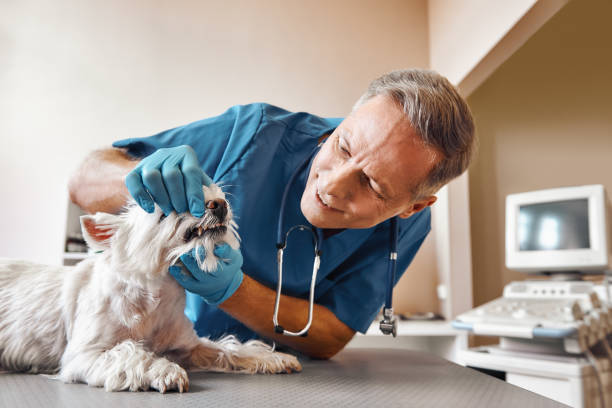 Best 24-Hour Emergency Dental Care in Forest, OH